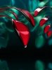 Dripdrop