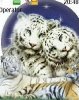 White tiger