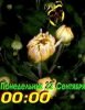 Ромашки день и ночь