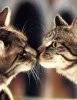 Cat vs Cat