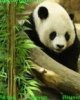 Zabavnaya Panda