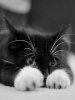 Котик