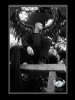 Gotic