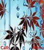 Weed