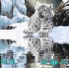 Small Tiger