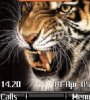 Wild tiger