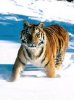 Snow tiger