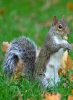 Squirrel