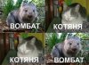 Отличная порция позитива в стиле "Привет, Котан"