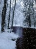 WinterAnim