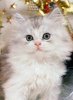 White Kitten