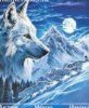 Snowy wolf