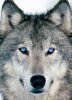Wolves