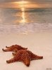 Sea star