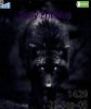 Dark wolf