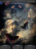 Night Butterflys