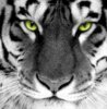 Tigr