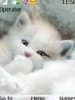 White cat