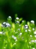 Waterdrops