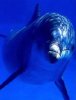 Delfin