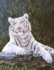 Tigr