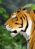 Tigr