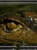 Krokodil