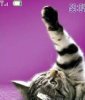 Whiskas