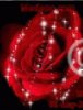 Red Rose