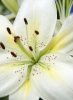 Lilii