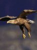 Eagles