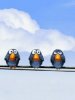 Birds