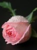 Pink Rose