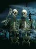 Skeleton