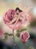 Pink fairy