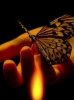 Fire butterfly