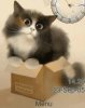Кошка в коробке