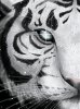 Tigr