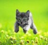 Котенок