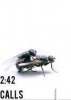 Fly Sex