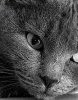 Кошки