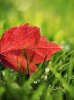 Red Leaf