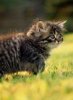 Kitten