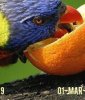 Parrots