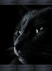 Black cat