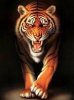 Tigr