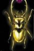Golden beetle