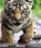 Tigr