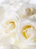 White Rose