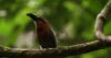 BBC: Как устроена природа / Secrets of Our Living Planet (2012)